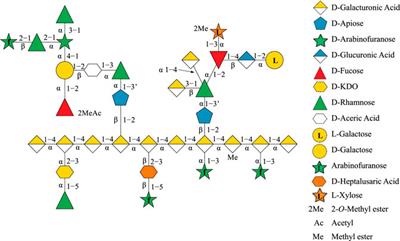 Towards Elucidating Structure–Spectra Relationships in Rhamnogalacturonan II: Computational Protocols for Accurate 13C and 1H Shifts for Apiose and Its Borate Esters